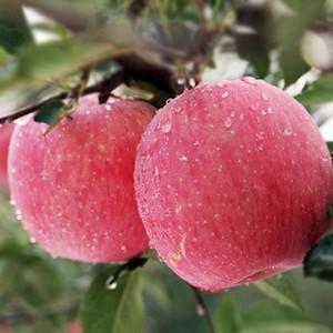 2016年正宗山东烟台红富士新鲜 有机水果 现摘国产农产品苹果批发